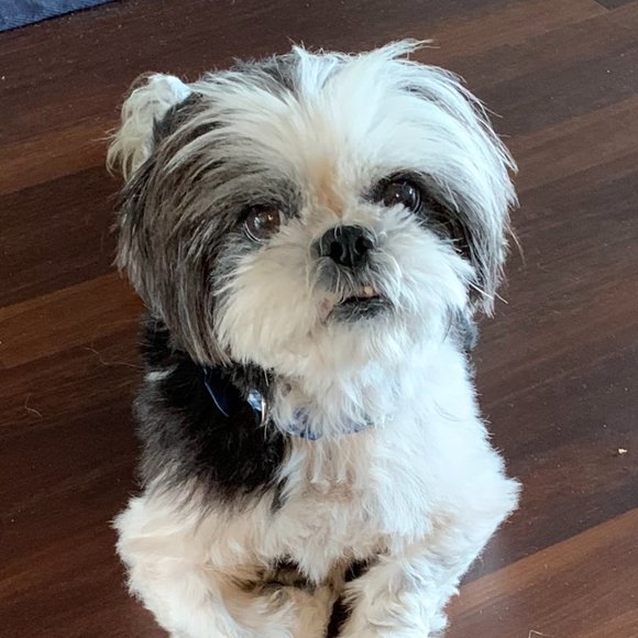 Meet your Posher, Dawn - Picture 5 of 9